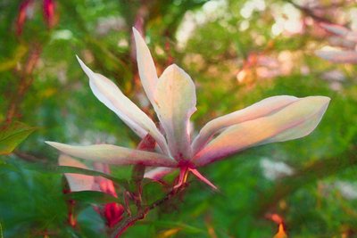 Magnolia by Helen White